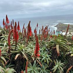 Aloe flowers