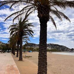 Palmen mit Strand