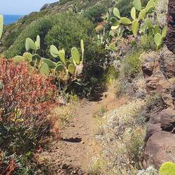 Kakteen säumen den Weg