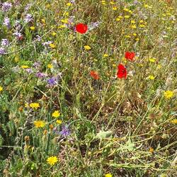 Blumenwiese an der Küste