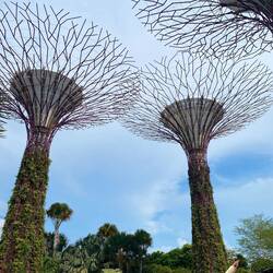 Supertrees