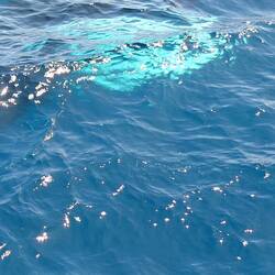 This was all I caught of a sun fish, it was swimming,fin in air, and as we neared, it started diving