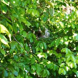 Die Faultiere sind gut versteckt