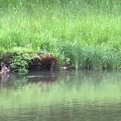 A deer swims across the canal