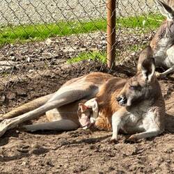Man sieht die Ohren des "Joeys", des Baby's