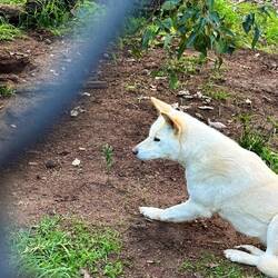 Dingos
