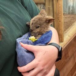 Quokka