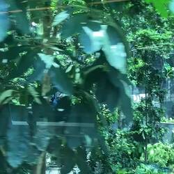 Skytrain Flughafen Singapur