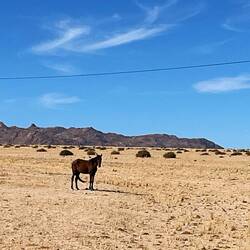 Ein Namib Pferd. Niemand weiss, wieso die dort sind.