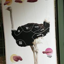 An ostrich can yield 55 kgs of prime meat