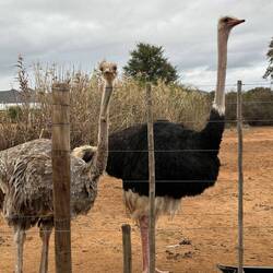 Female and male ostrich