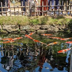 Kawaiiiii ne 可愛いね