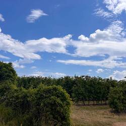 Obstplantage