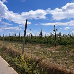 Obstplantage