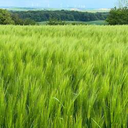 L'orge et les éoliennes dans la campagne lorraine