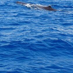 Humpback whale