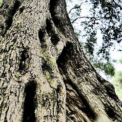 Olivenbäume auf dem Campingplatz