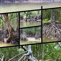 Mangroves