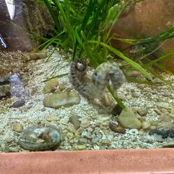 Seahorse at the little museum here