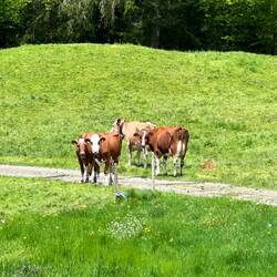These ladies are on my trail!