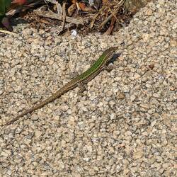 Lots of these cute guys around