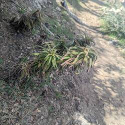 It looks like marijuana, smells like it but it's not. It's poodle dog bush. 🙅‍♀️