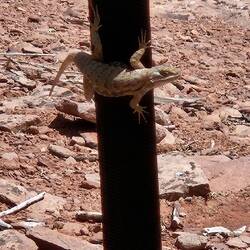 Unser Freund am Makisenspannset