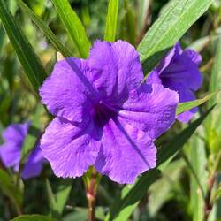 Wild petunia