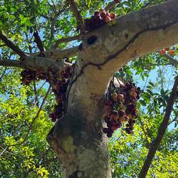 Figs