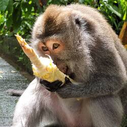 Monkey Forest