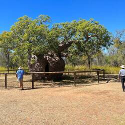 Boab Prison Tree