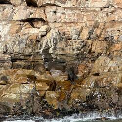 A chorus of baaahing and braying!