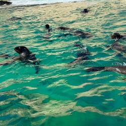 The seals came right up to the boat