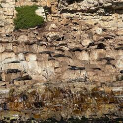 Seals soaking up the sun