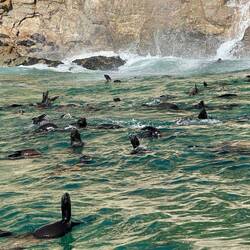 Seals putting on a swimming ballet show