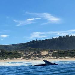 Thank you to Sylvia for this fabulous shot!