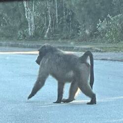 Alpha male baboon