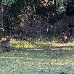 Baboons entertaining us!
