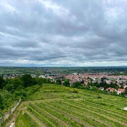 Blick auf Deidesheim