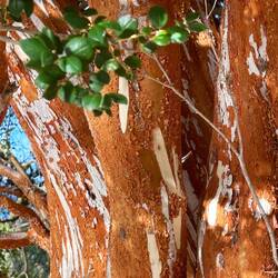 I like the colour and the zebra look