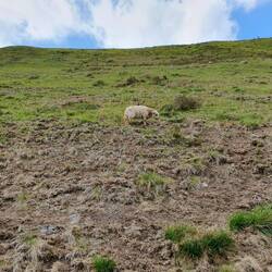 Nachbrennerschafe... a bisserl angesengt.