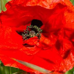First poppy of the year