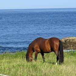 Horses everywhere today