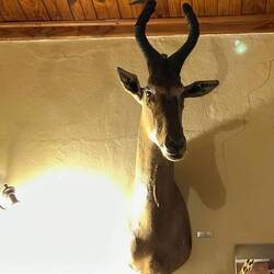 This guy watched over us as we ate dinner last night!