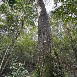 Moss grows on the south side of trees on this side of the equator