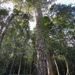 The Big Tree - tried to get all 36 meters into the shot!