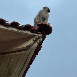 Surveying the property from the roof top.
