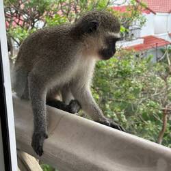 This cheeky one smacked on our balcony window and gave me the evil eye.
