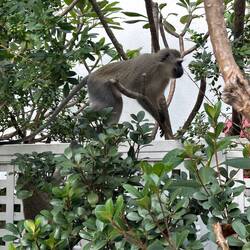 Time to shuffle off to make more chaos