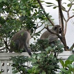 What mischief are they concocting?